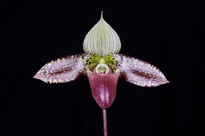 Paphiopedilum sukhakulii Dark Delight HCC/AOS 78 pts.